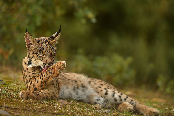 Pardelluchs