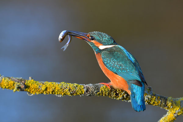 Eisvogel