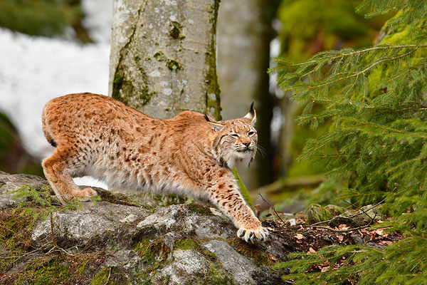 Luchs Nationalpark Bayrischer Wald Tierfreigelände Neuschönau