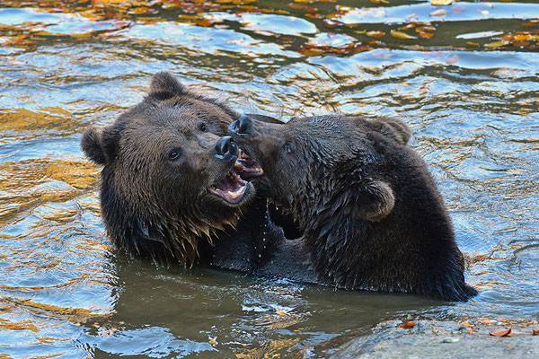 Braunbären im Wasser, Nationalpark Bayrischer Wald Tierfreigelände Neuschönau
