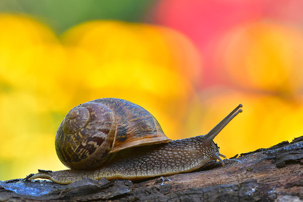 Gefleckte Weinbergschnecke