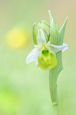 Gelbe Hummelragwurz flavescens