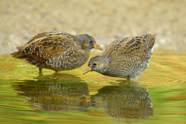 Tüpfelsumpfhuhn