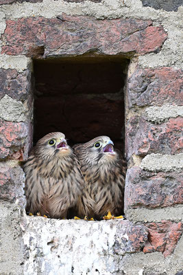 Turmfalke Jungvögel