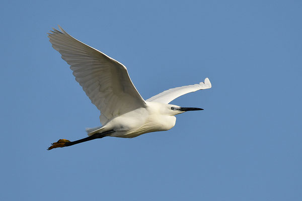 Seidenreiher im Flug