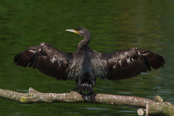 Kormoran