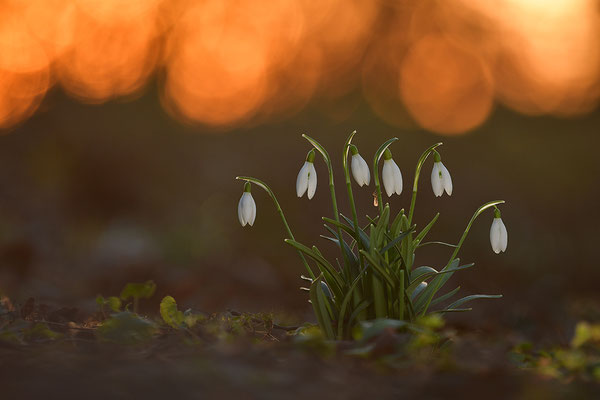 Schneeglöckchen