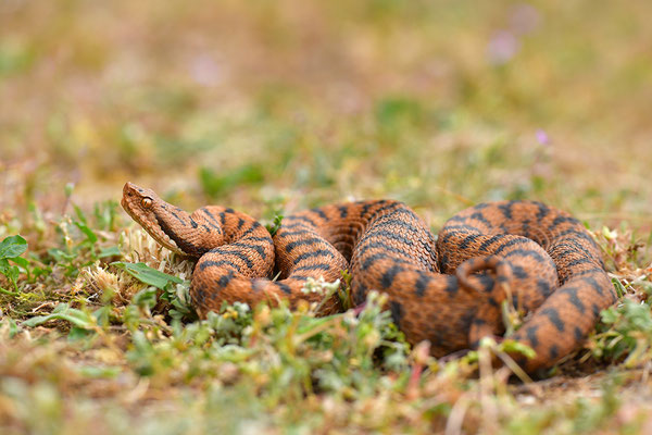 Aspisviper