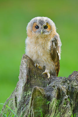 Waldkauz Jungvogel