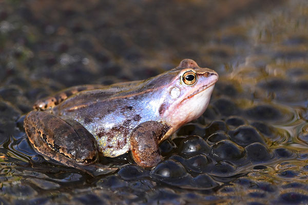 Moorfrosch
