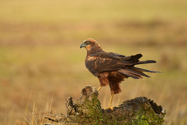 Rohrweihe Männchen