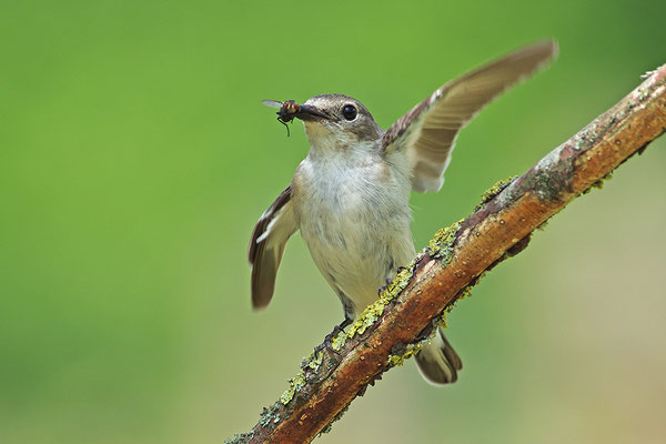 Halsbandschnäpper Weibchen