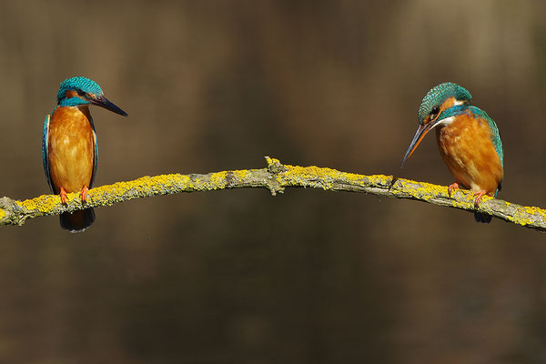 Eisvogel Paar
