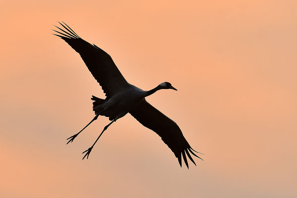 Kranich Im Flug