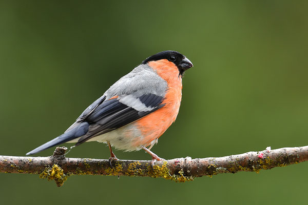 Dompfaff Männchen
