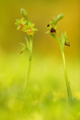 Gelbe Kleine Spinnenragwurz flavescens mit Normalform