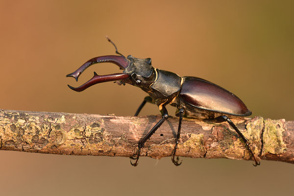 Hirschkäfer Männchen