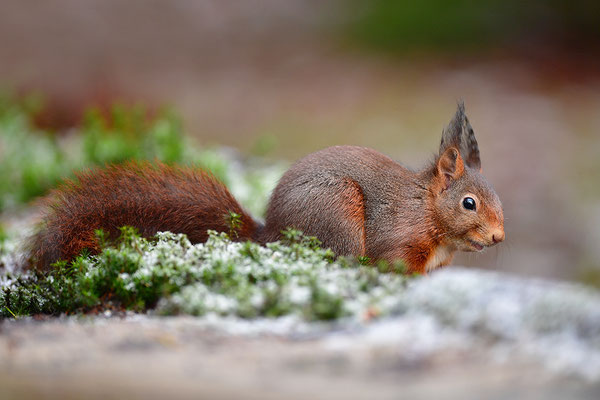 Eichhörnchen