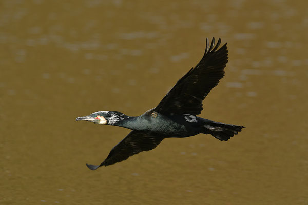 Kormoran im Flug
