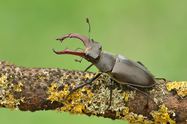 Hirschkäfer Männchen
