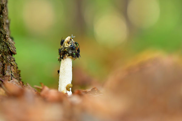 Stinkmorchel mit Fliegen