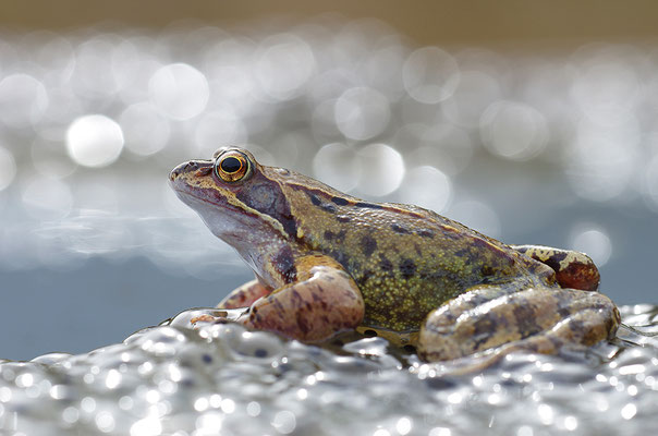 Grasfrosch auf Laich