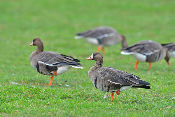 Blässgans