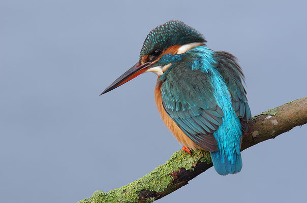 Eisvogel Weibchen