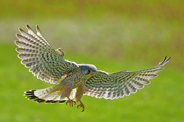 Turmfalke im Anflug