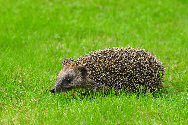 Igel