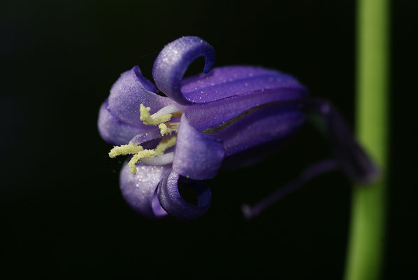 Hasenglöckchen Detail