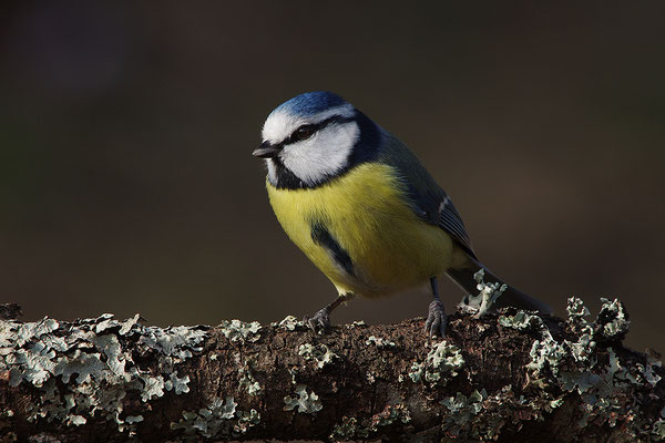 Blaumeise