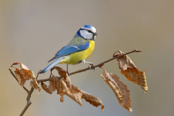 Blaumeise