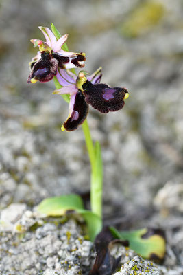 Balearische Ragwurz Doppellippige Blüte