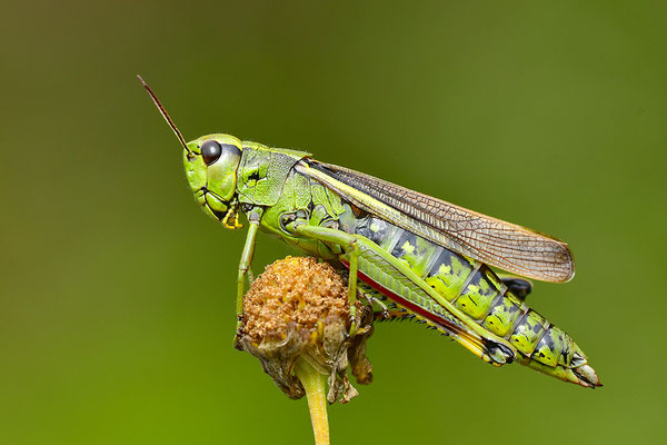 Sumpfschrecke Weibchen