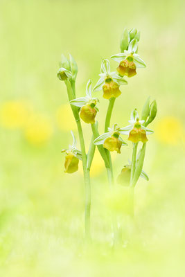Gelbe Hummelragwurz flavescens