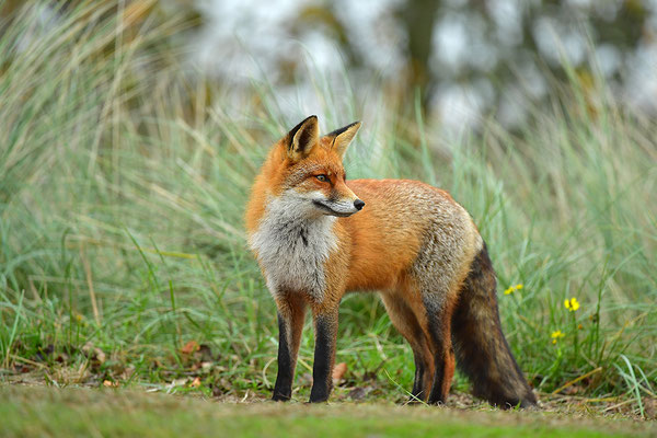 Fuchs