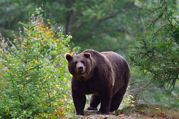 Braunbär, Nationalpark Bayrischer Wald Tierfreigelände Neuschönau