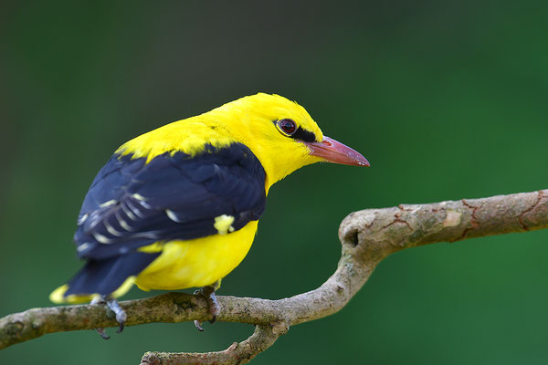 Pirol Männchen