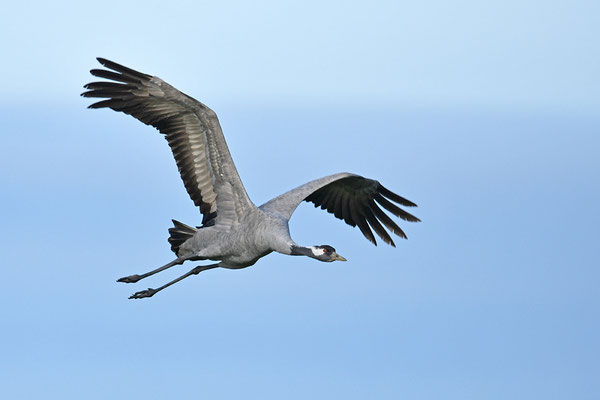 Kranich im Flug