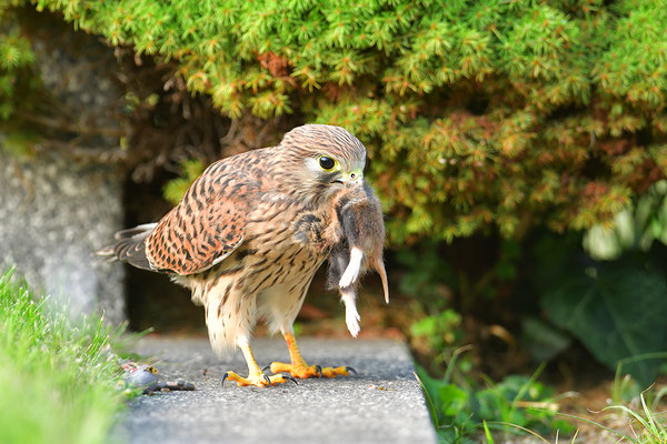 Turmfalke mit erbeutetem Feldhamster