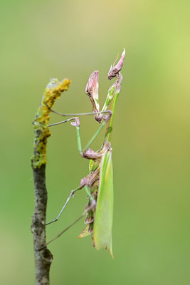 Empuse, Empusa fasciata