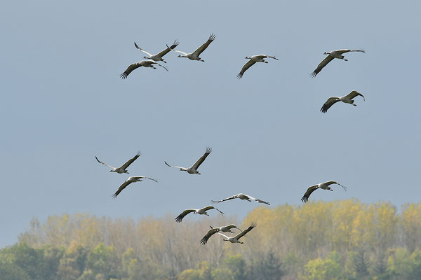 Kraniche im Flug