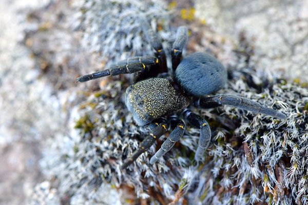 Rote Röhrenspinne, Weibchen