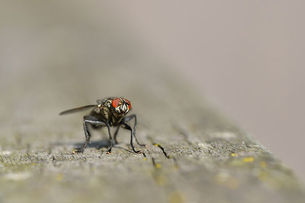 Fleischfliege