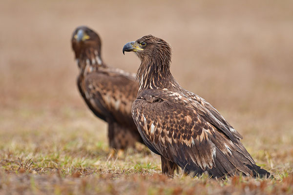 Seeadler