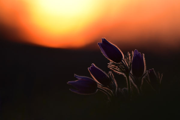 Küchenschelle im Abendlicht