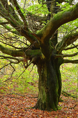 Urwald Sababurg