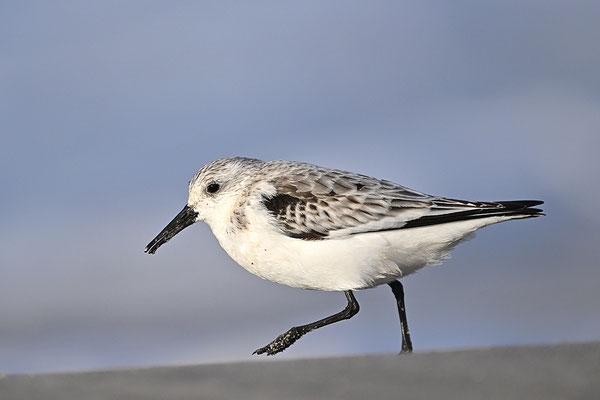 Sanderling