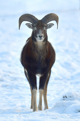 Mufflon